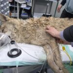 대전 오월드 탈출한 '늑구' 안전히 생포